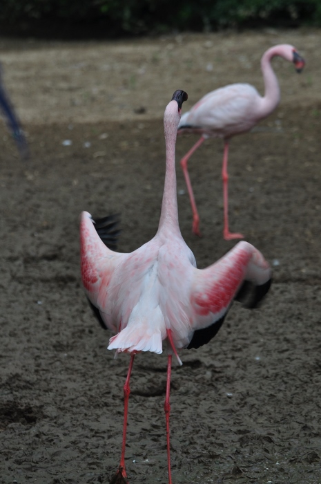 African flamingo
